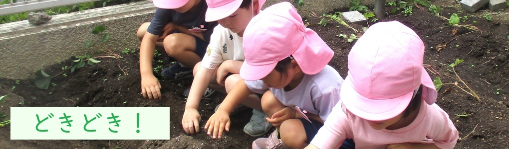 苗植え