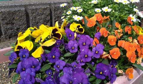 校長先生のお花