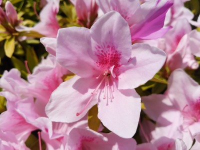 写真:問題3の花びら