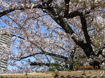 写真:学校の風景春2