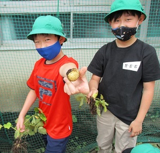 写真:じゃがいも堀り2