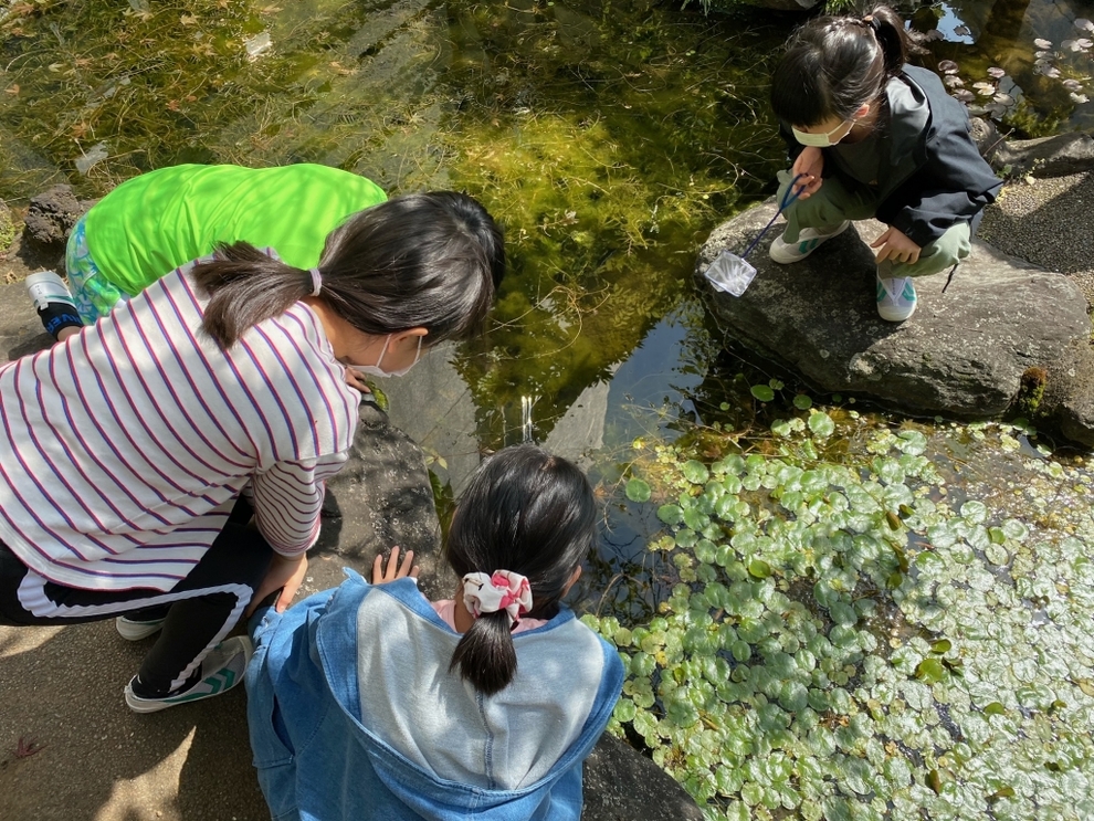 写真:メダカ探し