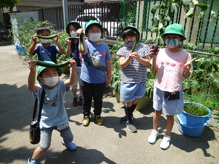 写真:野菜の収穫1