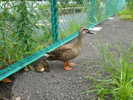 写真:カルガモの親子