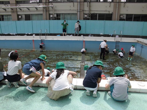 写真:やごとり1