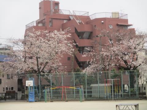 写真:校庭の桜1