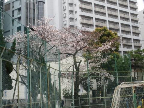 写真:校庭の桜2