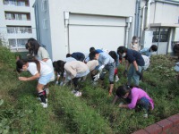 写真:屋上でいもほり1