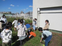 写真:屋上でいもほり2