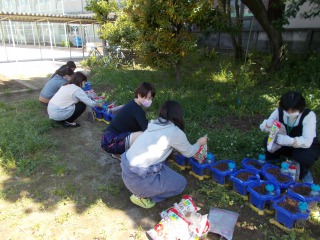 写真:種まき