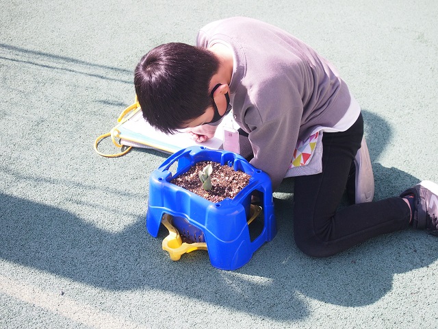 写真:チューリップの観察4