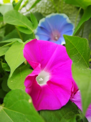 写真:あさがおの花