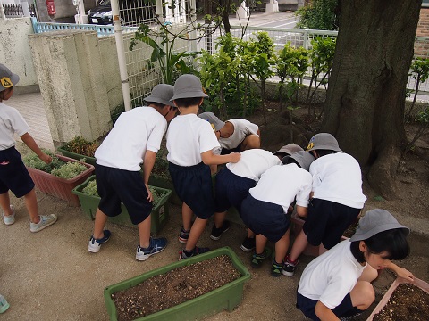 写真:虫探し1