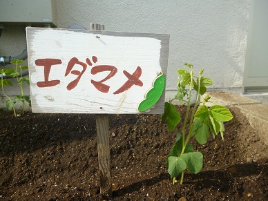 写真:野菜の苗を植えました