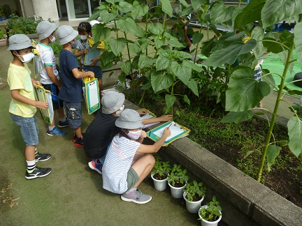 写真:植物の育ち方を観察する様子1