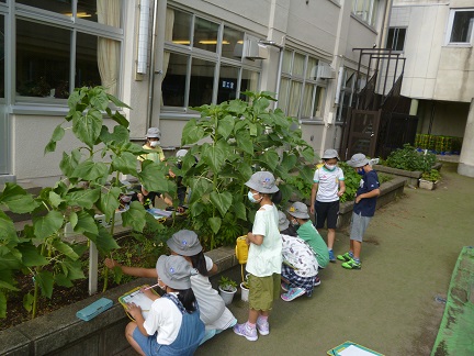 令和3年6月25日 3年 理科 植物の育ち方 尾久第六小学校