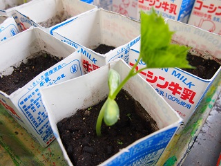 写真:ツルレイシの発芽の様子4