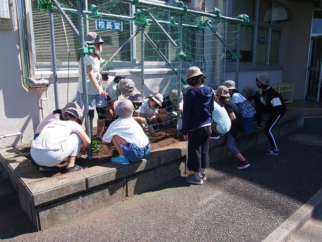 写真:ツルレイシの苗を植える様子