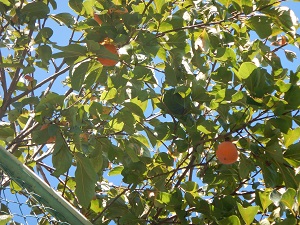 写真:校庭の柿の木