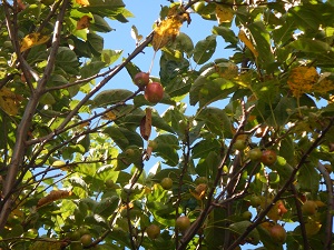 写真:校庭の姫リンゴの木