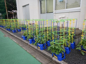 写真:1年生の花壇