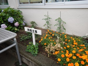 写真:主事さんの花壇