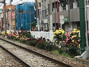 写真:路面に咲く薔薇4