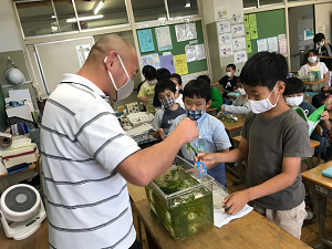 写真:メダカ飼育の様子1