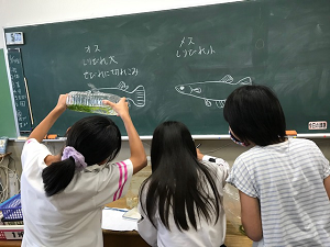 写真:メダカ飼育の様子2