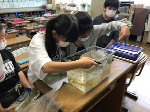 写真:メダカ飼育の様子3