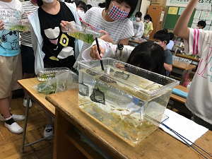 写真:メダカ飼育の様子4