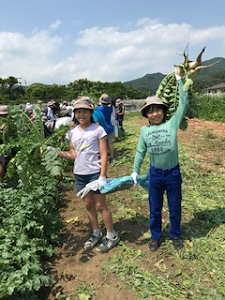 写真:大根と玉ねぎの収穫体験