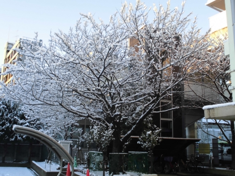 写真:枝に雪が積もっている木