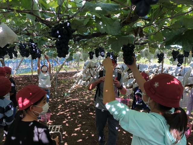 写真:ぶどう狩り2