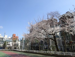 写真:青空の下で咲く桜