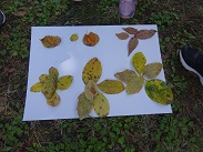 写真:落ち葉で作った絵1