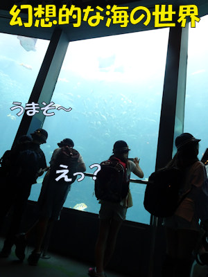 写真:下田海中水族館5