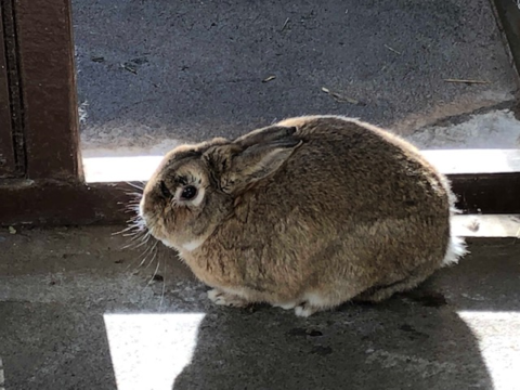 写真:うさぎのココア