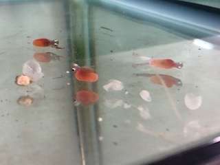 写真:鮭のたまごが孵化しました