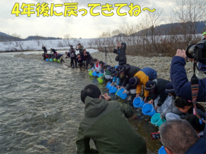 写真:いよいよ、鮭の放流です！2