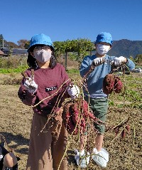 写真:芋掘り1