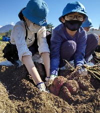 写真:芋掘り2