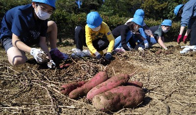 写真:芋掘り3