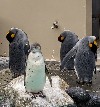 写真:ペンギン