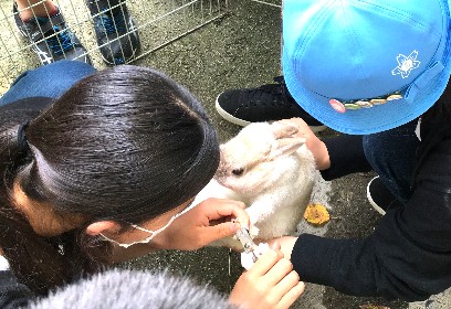 写真:ウサギの爪切り