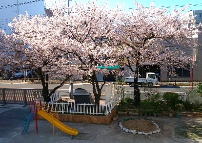 写真:学校の桜