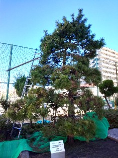 写真:三日松