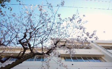 写真:桜