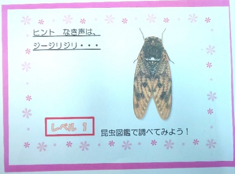 写真:若手育成塾　昆虫カード(セミ)