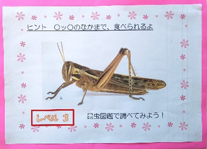 写真:昆虫カード
